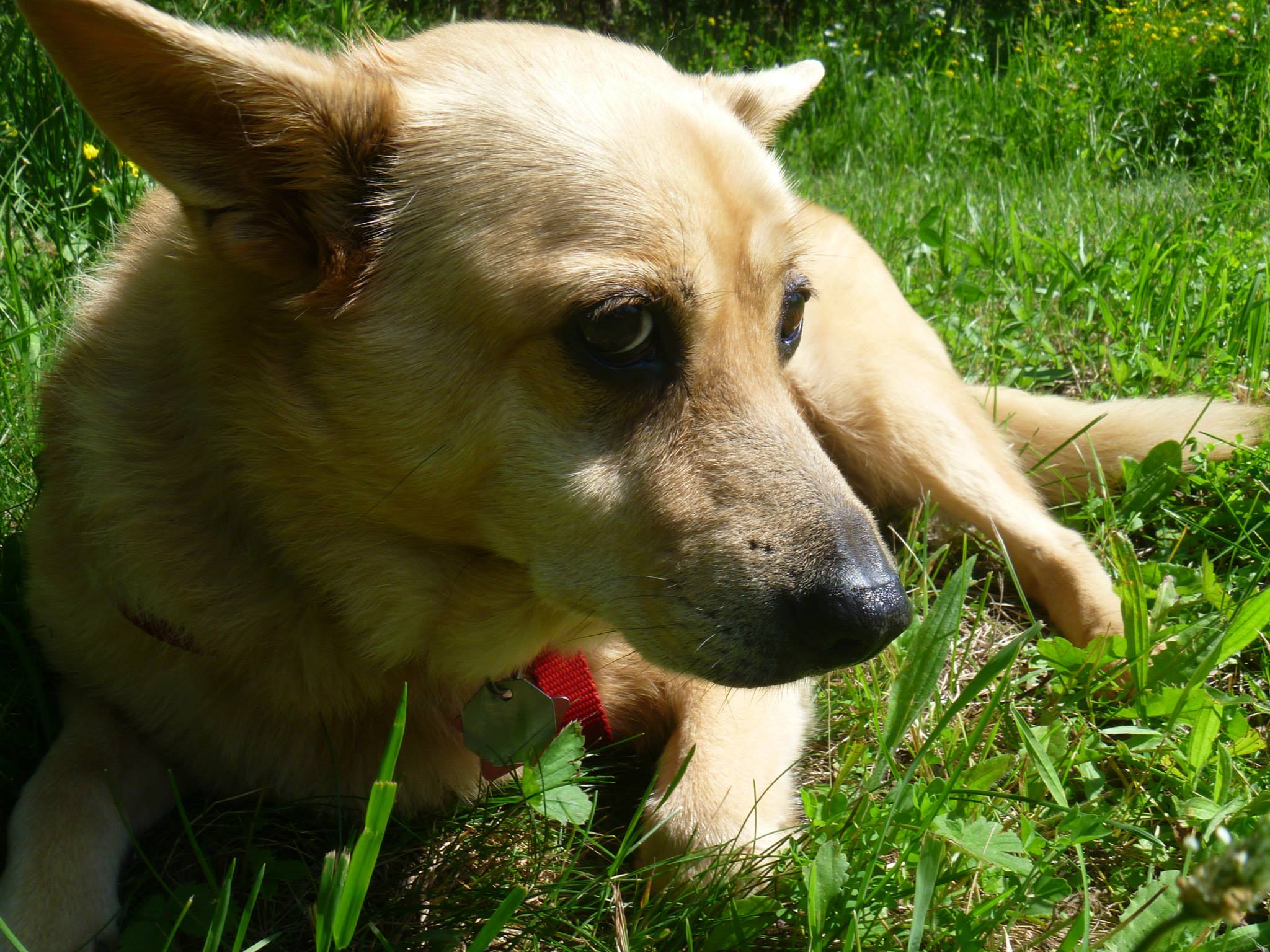 25 - Pacific Northwest Cattle Dog Rescue