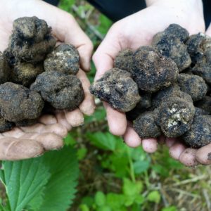 Truffle Hunting Foundations I at The Truffle Dog Company