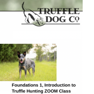 Truffle Hunting Foundations I at The Truffle Dog Company