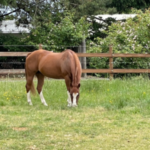 1 Hour Private Horseback Riding Lessons (Oregon City, OR)