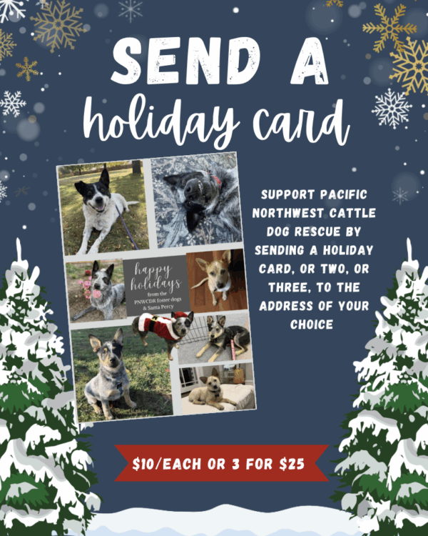 Festive Holiday Card