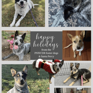 Festive Holiday Card